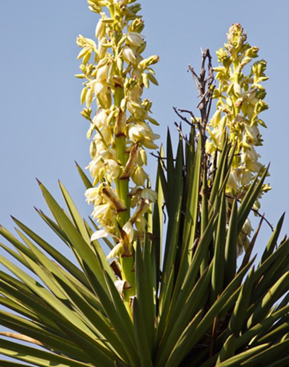 Yucca Constricta in bloom